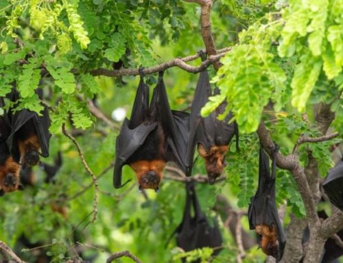 La OCV alerta sobre el aumento de zoonosis y la necesidad de un sistema de prevención integral 05-07-2024