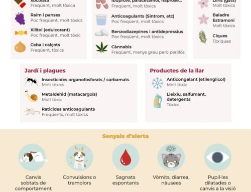 Tòxics per a gossos i gats que trobem a la llar