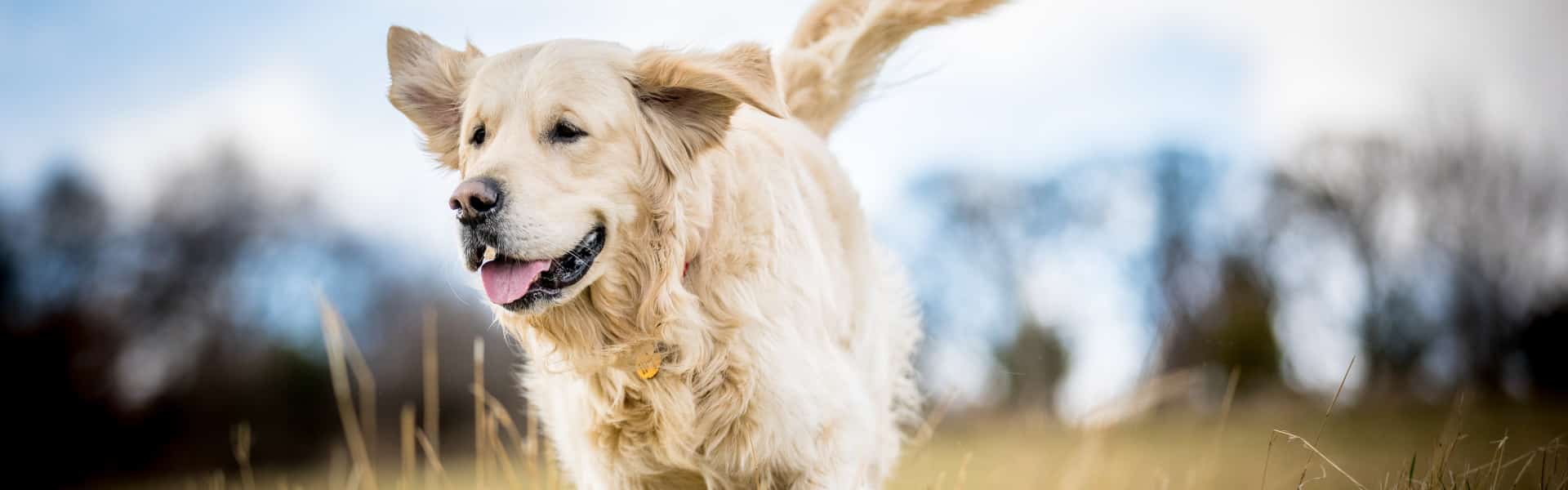 Formació online Improve Veterinary Education